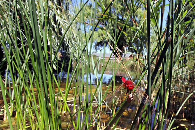 L'iloz faune et flore - La HORS DE Christophe Millot