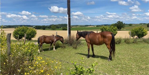 chevaux - Christine Sola DCT
