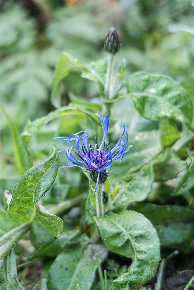 Centaurée des montagnes - Office de tourisme La Chapelle d'Abondance