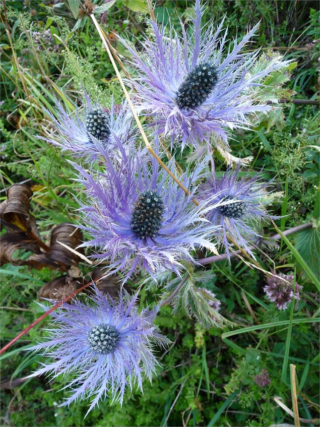 Fleurs en vallée d'Abondance - 2CVA