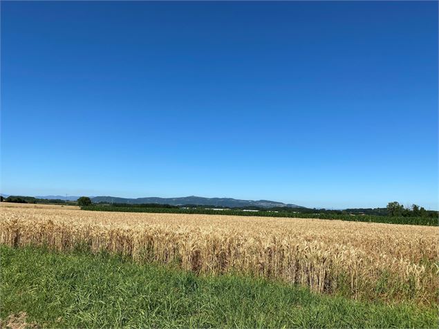 Paysage de campagne - Christine Sola DCT