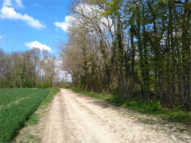 Sentier pédestre Tramoyes - Christine Sola DCT