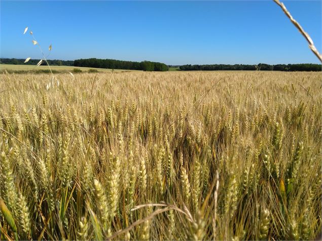 Champ de blé - Christine Sola DCT