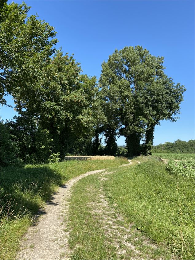 Chemin bordé d'arbres - Christine Sola DCT