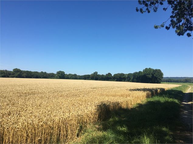 Champ de blé - Christine Sola DCT