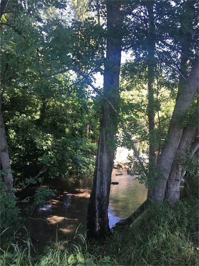 Promenade dans le bois - Christine Sola DCT