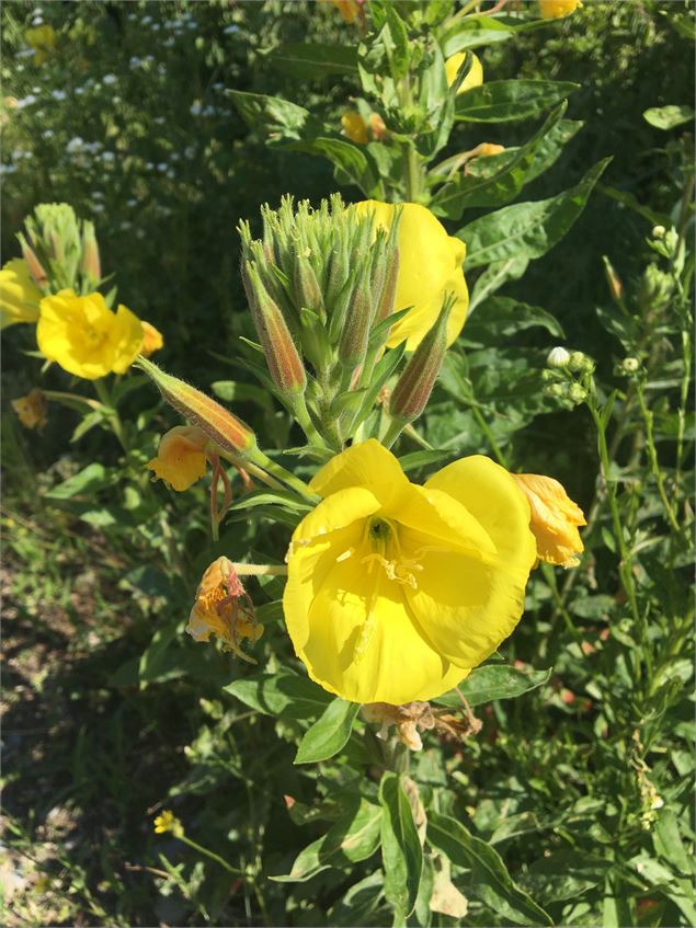 Flore à découvrir - Christine Sola DCT