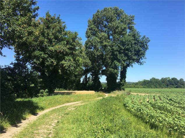 Sentier dans la campagne thiloise - Christine Sola DCT