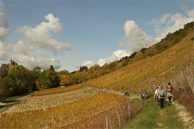 le vignoble AOC bio de Montagnieu - La Tour d'Oncin