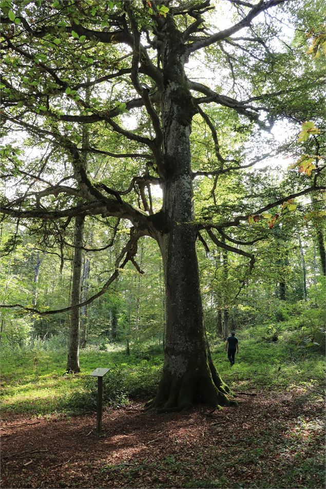 Hêtre Louis Philippe bicentenaire - Sabrina Megani / Plaine de l'Ain Tourisme
