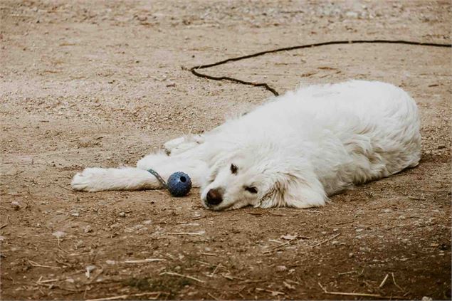 Le chien de la ferme pédagogique regarde l'objectif - SOS Animaux de la Ferme Pédagogique