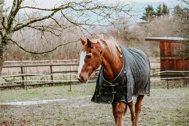 Djinn le cheval de la ferme pdagogique - SOS Animaux de la Ferme Pédagogique