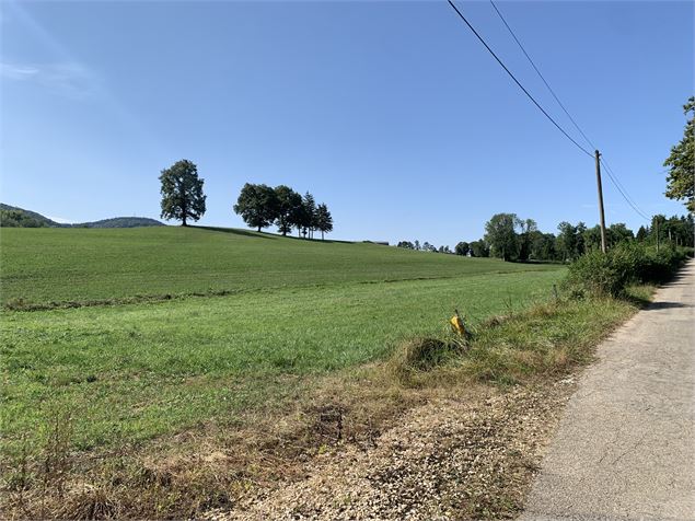 Chemin dans la prairie - Maxime Michel