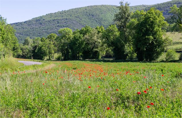 balade autour de Lhuis - Marilou Perino