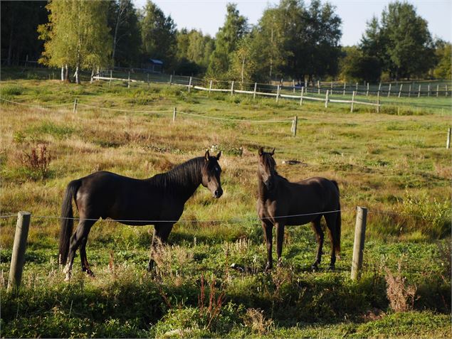  - Centre équestre Volte Face