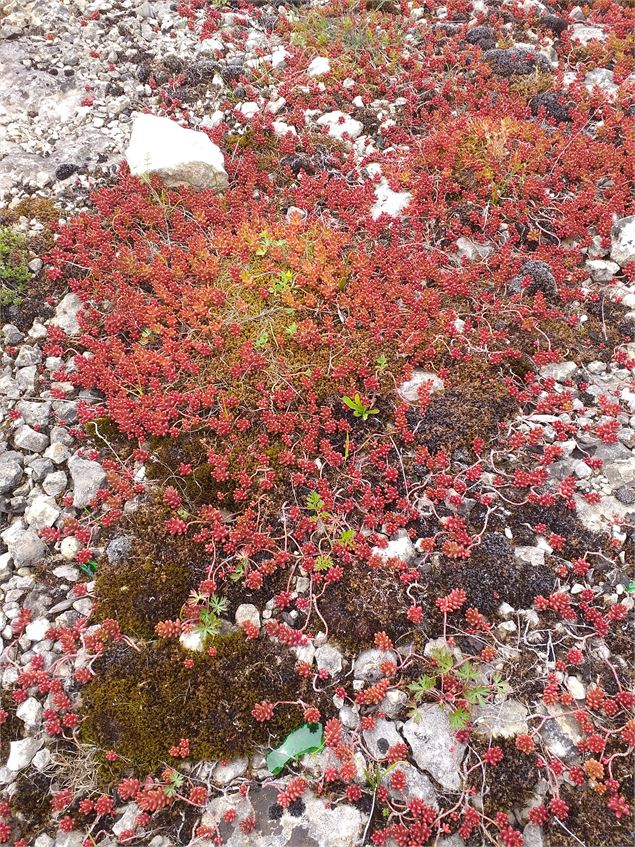 Flore sauvage - Département de l'Ain / M.Leorier