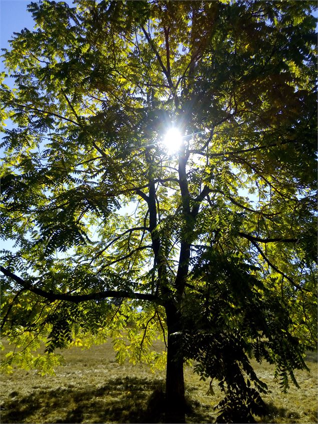 parc arboré St-Vulbas - S.Megani