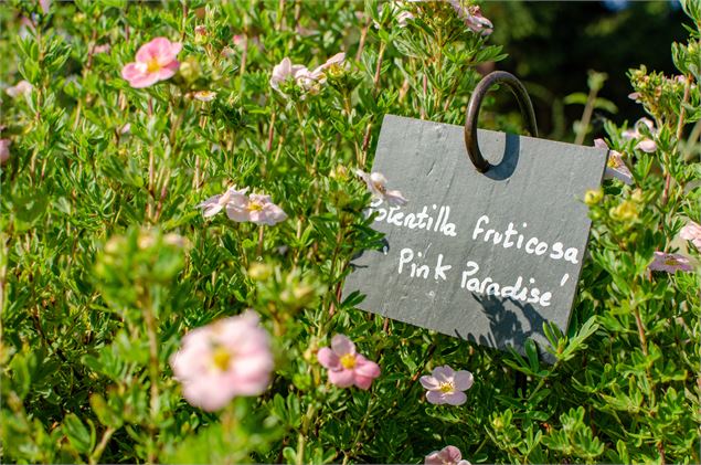 Fleurs Jardin du Père Delavay - Mel Carles