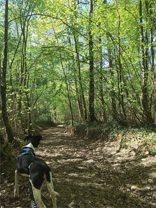 bois de Varice - K.Tranchina