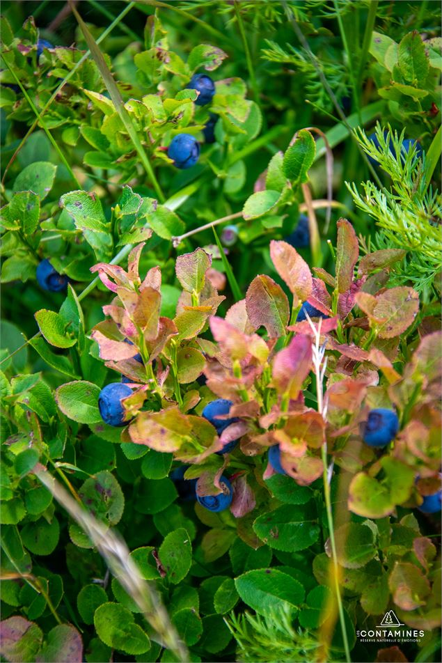 Pierres Blanches randonnée aux Contamines - Les Contamines Tourisme