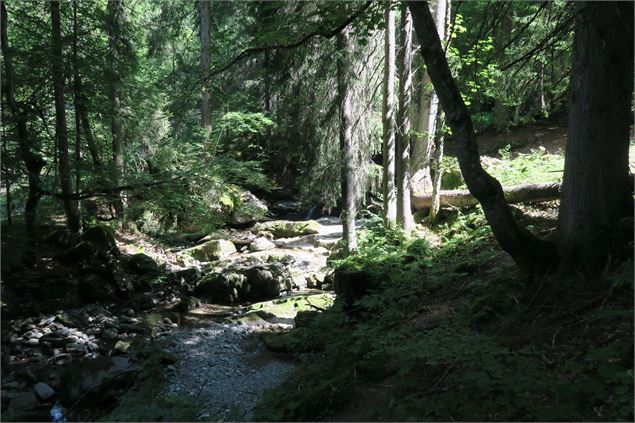 Dans la forêt d'Ardent - Yvan Tisseyre / OT Vallée d'Aulps