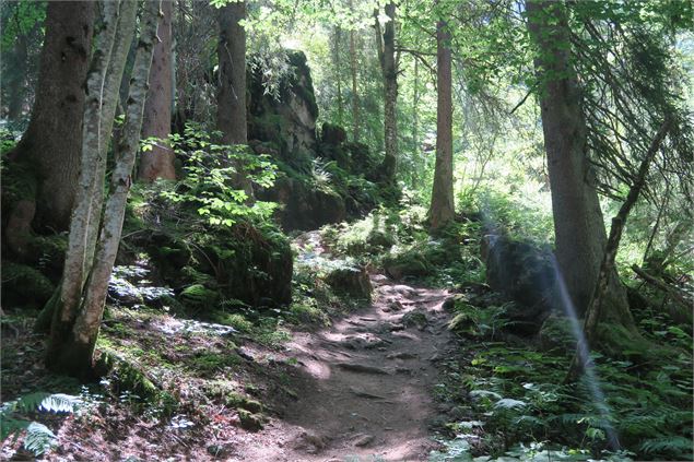 Forêt - Yvan Tisseyre / OT Vallée d'Aulps