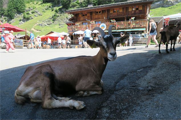 Village des chèvres - Yvan Tisseyre / OT Vallée d'Aulps