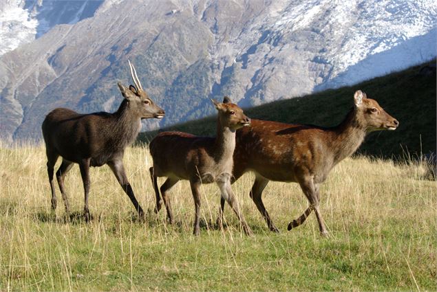 Biches - OT Vallée de Chamonix - Salomé ABRIAL