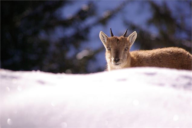 Bouquetin dans la neige à Merlet - OT Vallée de Chamonix - Salomé ABRIAL