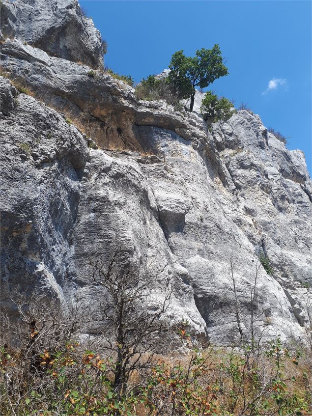 Rocher du Jarbonnet - Prairie de la rivière d'Ain_Cize - Pierre Jayet