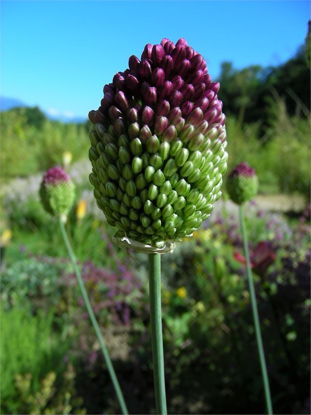 Jardins de Lornay - Jardins de Lornay