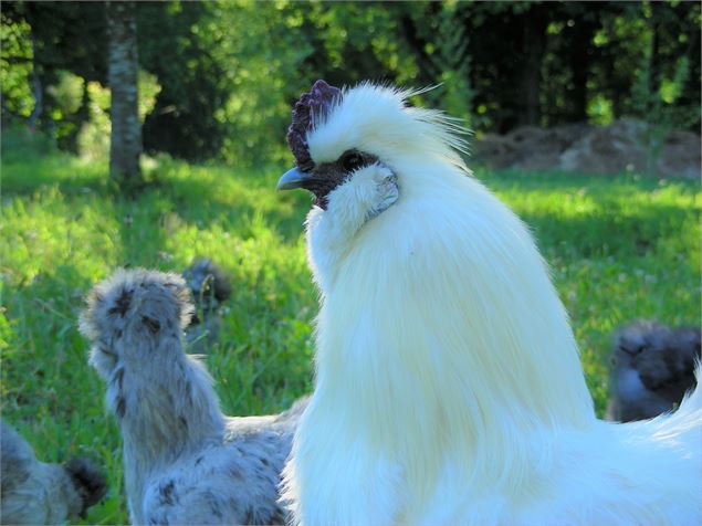 Jardins de Lornay - Jardins de Lornay