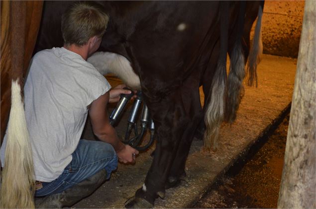 Traite à la Ferme de l'Avenaz - Saint-Gervais Mont-Blanc - P. Gaiddon