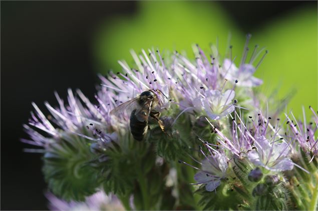 Abeilles - OT Coeur de Savoie