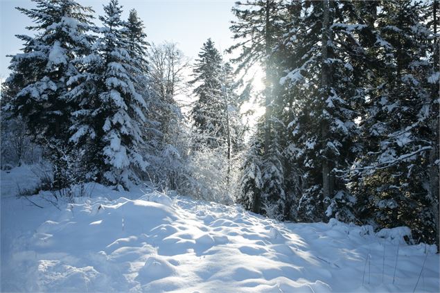 Valorse - Piste rouge de ski nordique - Daniel GILLET