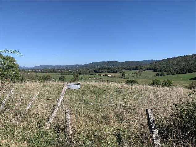 Chemin forestier - Maxime Michel