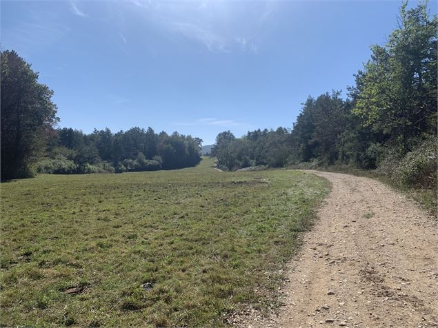 Chemin forestier - Maxime Michel