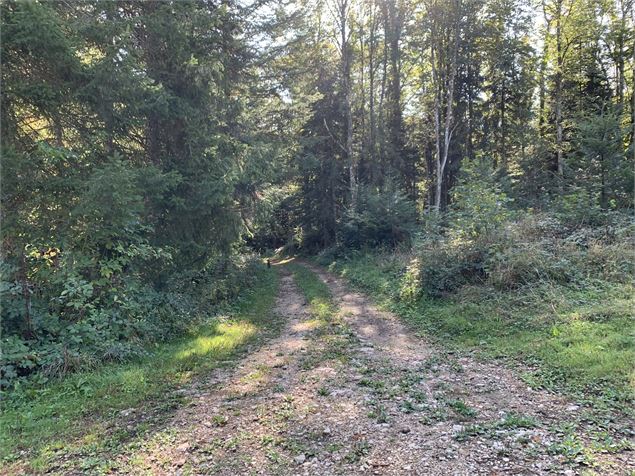 Chemin forestier - Maxime Michel