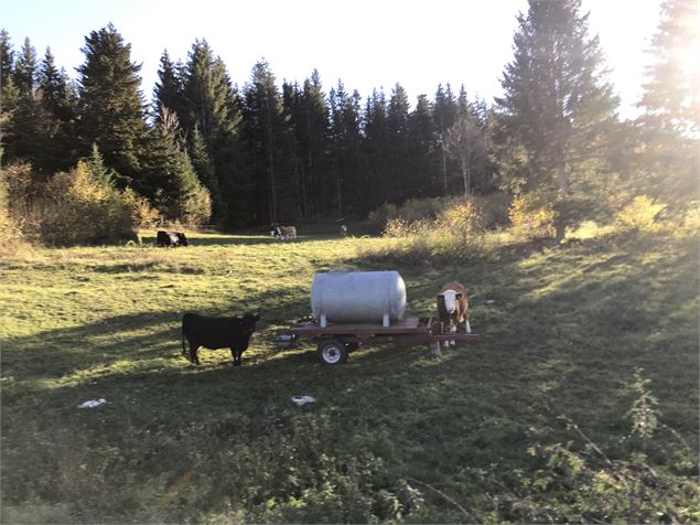 Les herens du Gaec Label Granges - B.Morel