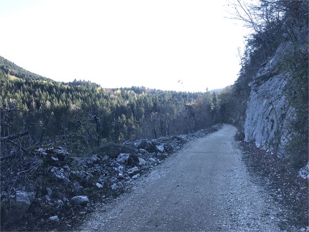 Chemin forestier - B.Morel