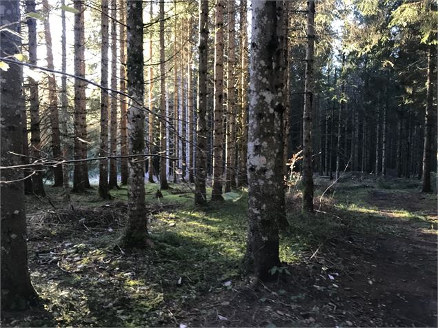 Forêt de Pré Marion - B.Morel