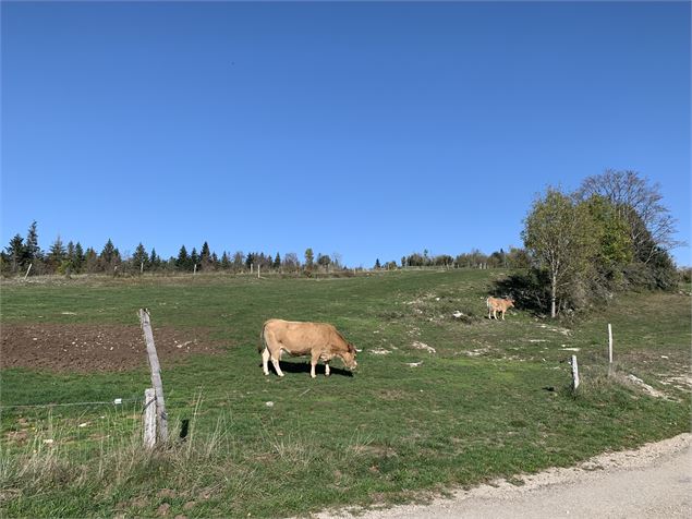 Borne du Prés Carrel depuis Ablatrix - M.Michel