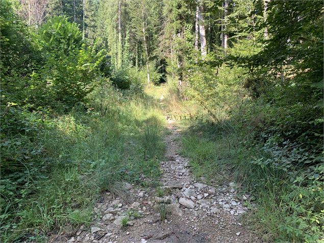 Chemin forestier - Maxime Michel