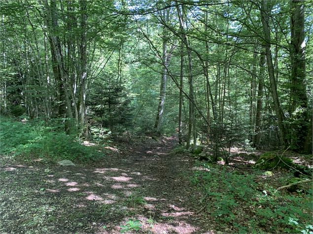 Chemin forestier - Maxime Michel