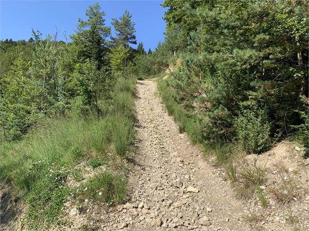 Chemin forestier - Maxime Michel