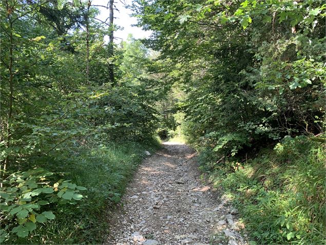 Chemin forestier - Maxime Michel