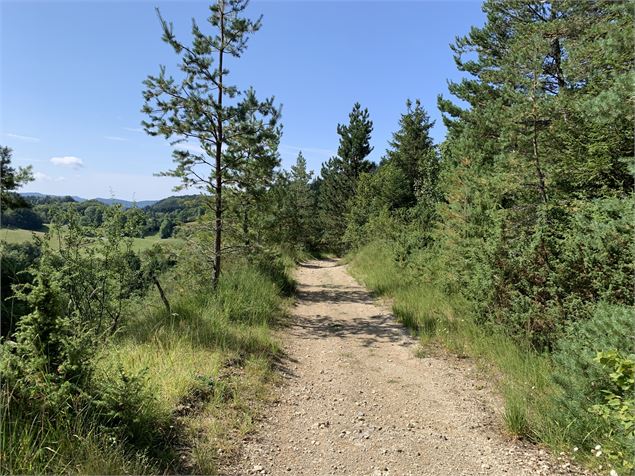 Chemin forestier - Maxime Michel