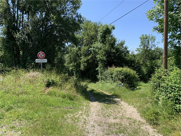 Chemin forestier - Maxime Michel