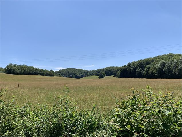 Chemin de campagne - Maxime Michel