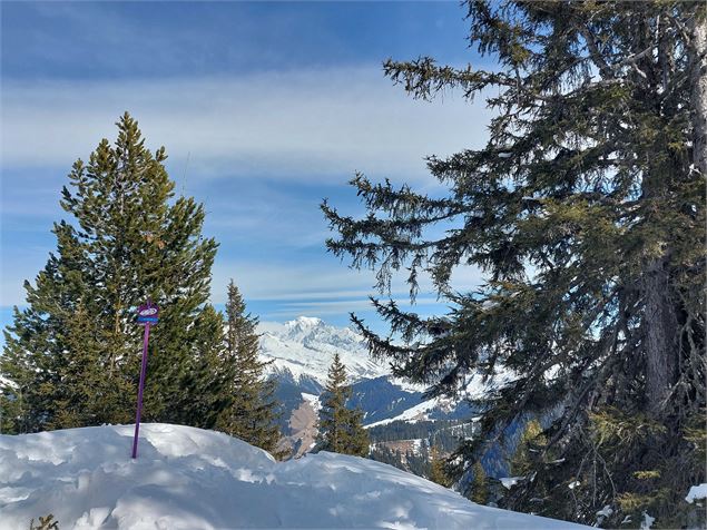 La Boucle des Arolles -Arolle et épicea - OTAB-PM